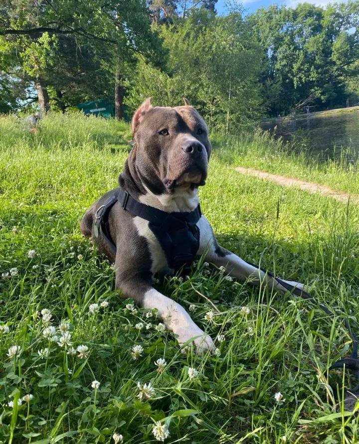 knottycoco1's tweet photo. Dont miss out my VIP package on telegram link in my bio 
👇👇👇👇👇
https://t.co/IqsYJ22B84

#dogknot #k9 #knotty #dogsex #artofzoo https://t.co/IOSe9foVA2