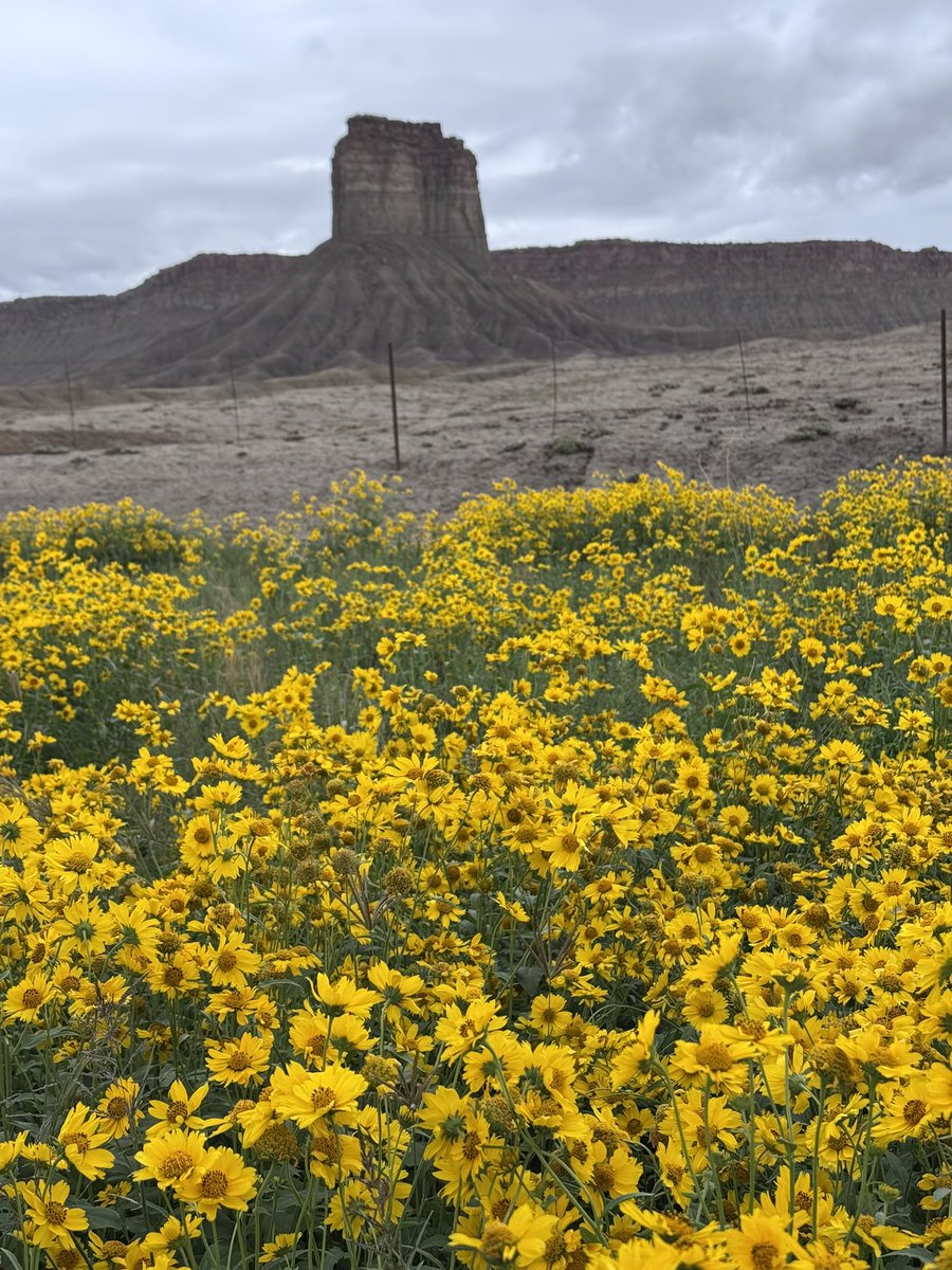 fangshimin's tweet photo. 今日所见野花：芬德勒球锦葵(Fendler’s globe mallow)、淡色月见草(pale evening primrose)、大花线束菊(large flower skeleton plant)、草原向日葵(prairie sunflower)。 https://t.co/mRJzNhau1B