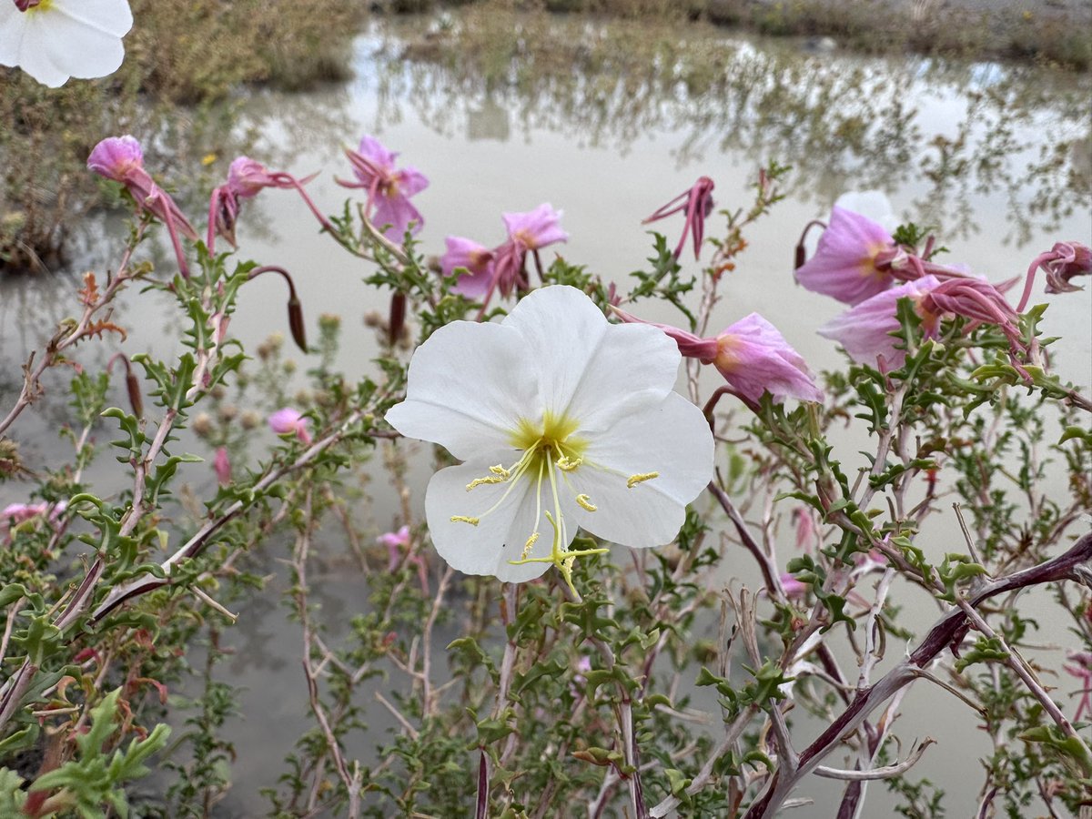 fangshimin's tweet photo. 今日所见野花：芬德勒球锦葵(Fendler’s globe mallow)、淡色月见草(pale evening primrose)、大花线束菊(large flower skeleton plant)、草原向日葵(prairie sunflower)。 https://t.co/mRJzNhau1B