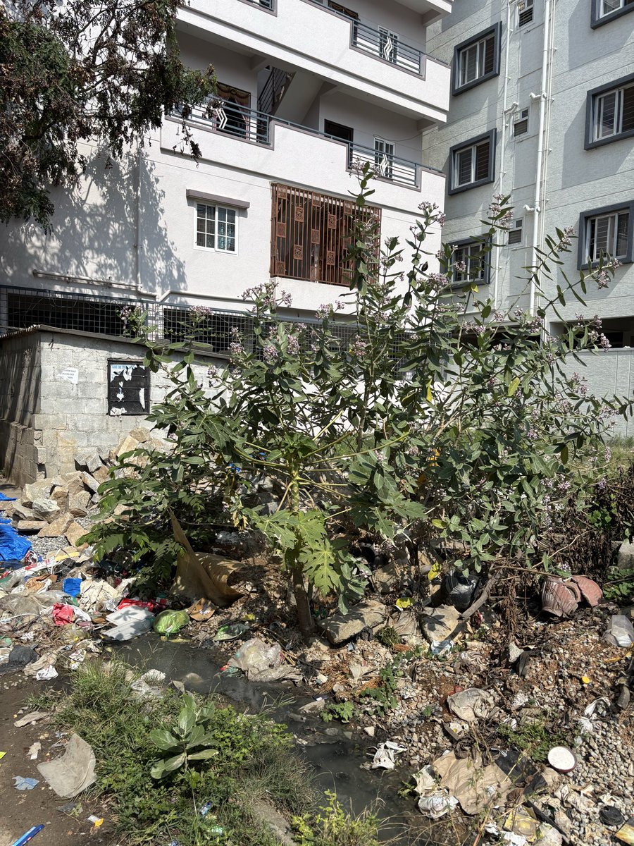 ArpanDanielVarg's tweet photo. @BCCCofficial Ok but see this open dump opposite Sri Aryambha Medicals in Banjara Layout, Horamavu 560043 https://t.co/SYO8y3uJw0