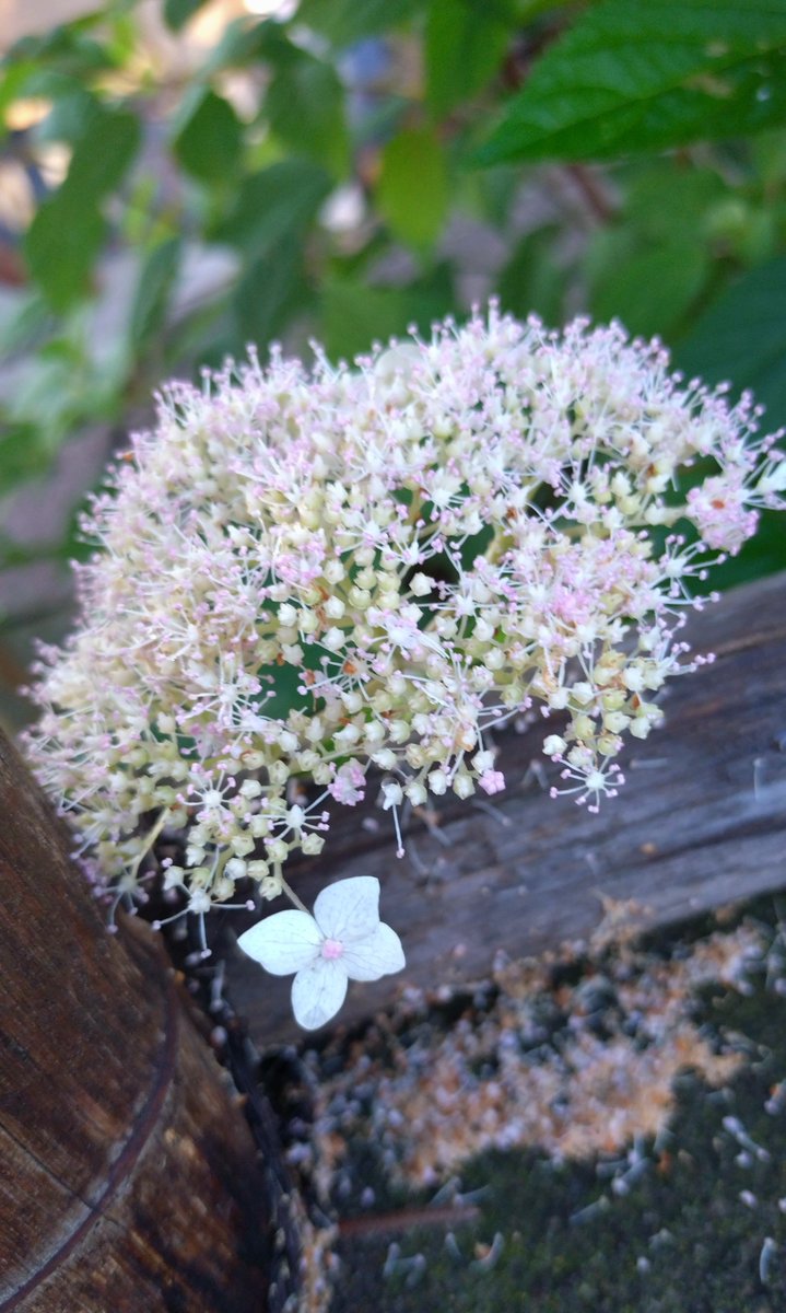 2kosumosu2's tweet photo. #見つけたもの
#花
#写真 https://t.co/AdIw98oL1j
