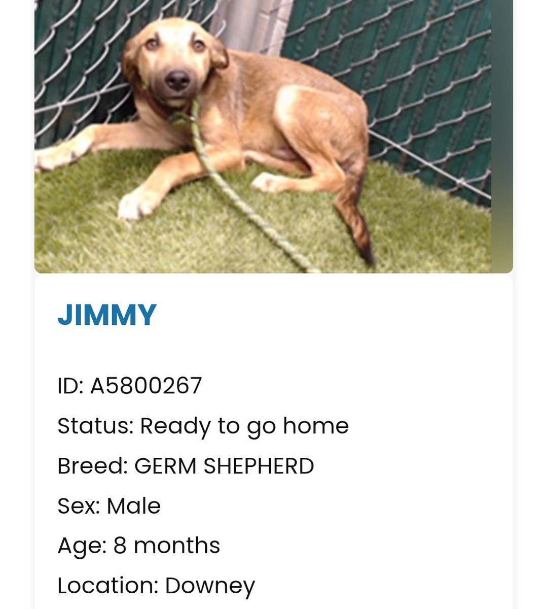 mapleveewesem's tweet photo. 💔🆘️💔 JIMMY was adopted from Downey California ACC at the Sunday 9-20 adoption event & returned the next day 😪 He's 8 months old & just 24 lbs - could be on the smaller side full grown. Please share - go see #DowneyDogs if you can add to your pack 🙏 info 🔽 #A5800267 https://t.co/oHhxSDRhVN