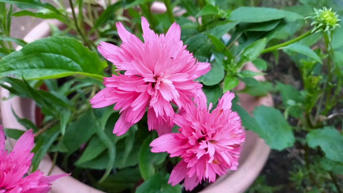 2kosumosu2's tweet photo. #見つけたもの
#花
#写真 https://t.co/387pz2YU8A