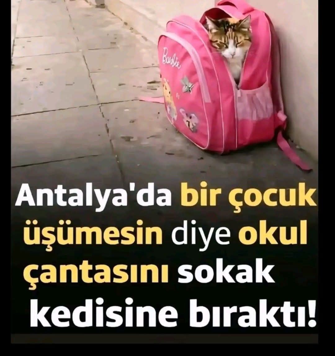 AliSere20's tweet photo. Adı ÇOCUK 🙏♥️ https://t.co/EV56397DFs