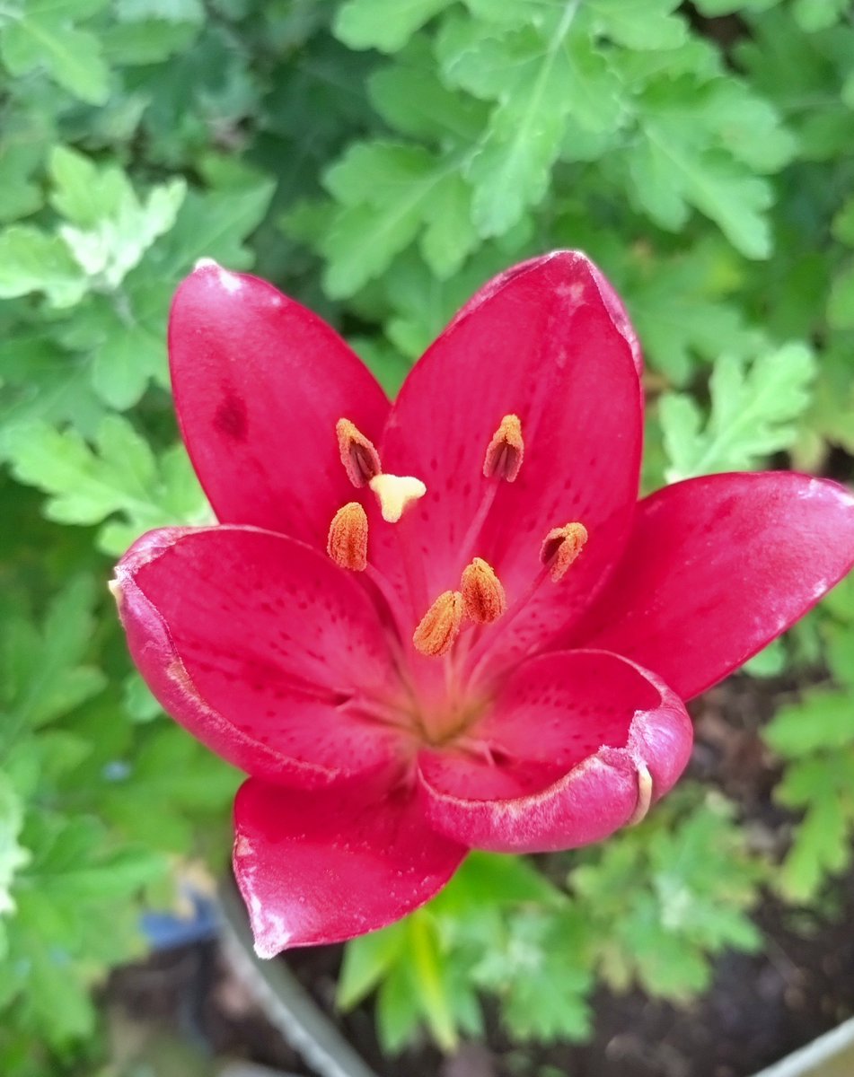 2kosumosu2's tweet photo. #見つけたもの
#花
#写真 https://t.co/vua5TLxylp