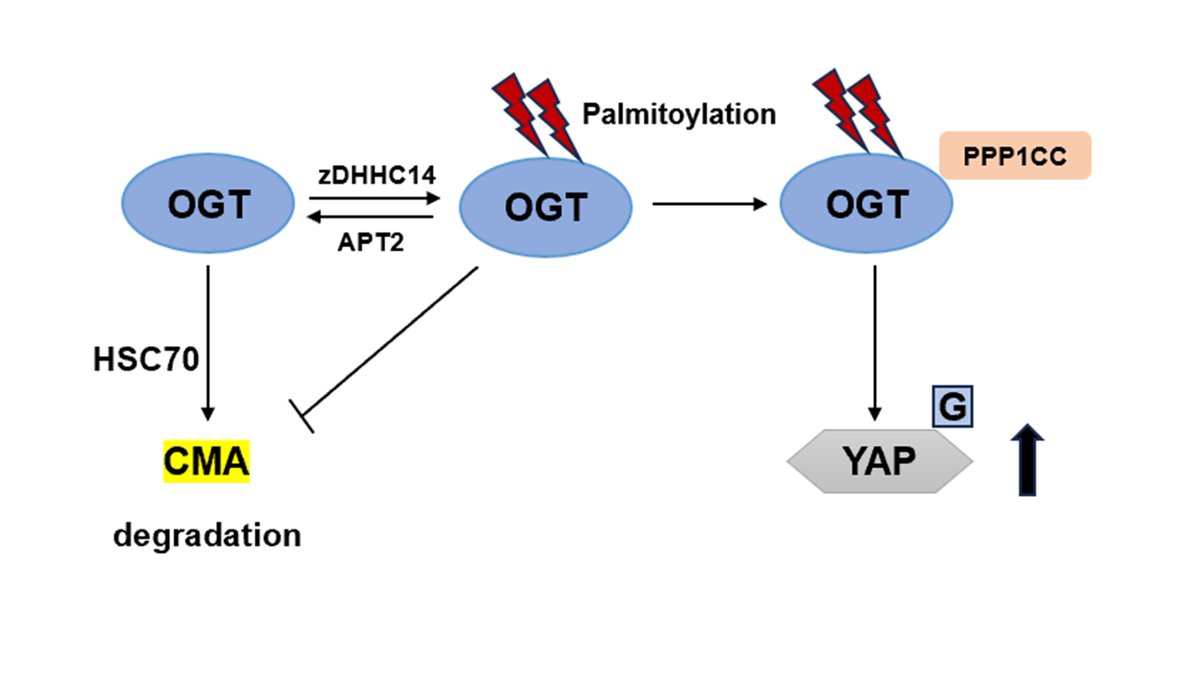 ABBSjournal's tweet photo. ๐S-palmitoylation stabilizes OGT and the OGT-PPP1CC complex
https://t.co/F7IXmcf2i8
#chaperone-mediated autophagy
#OGT
#S-palmitoylation
#YAP1
#zDHHC14 https://t.co/ewwkwfAkLX