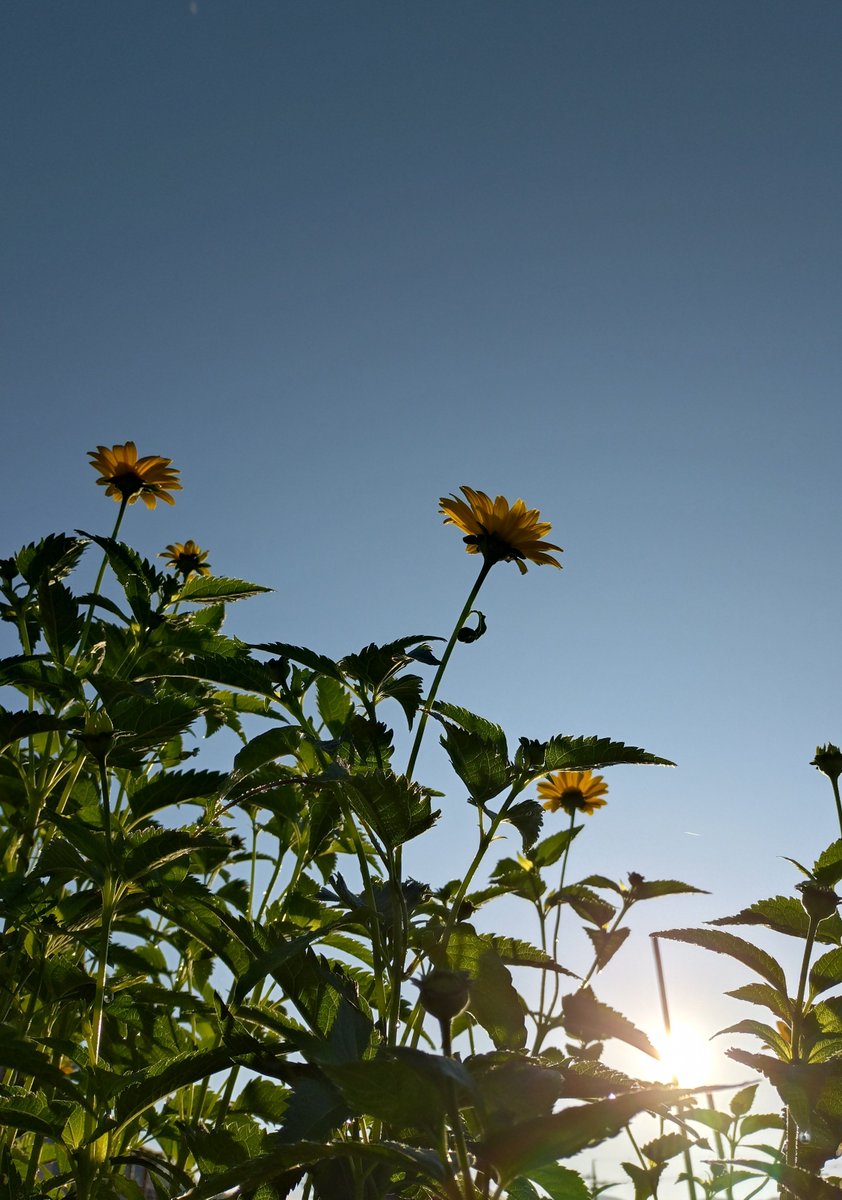 2kosumosu2's tweet photo. #見つけたもの
#花
#写真 https://t.co/MHUVj7DIAc