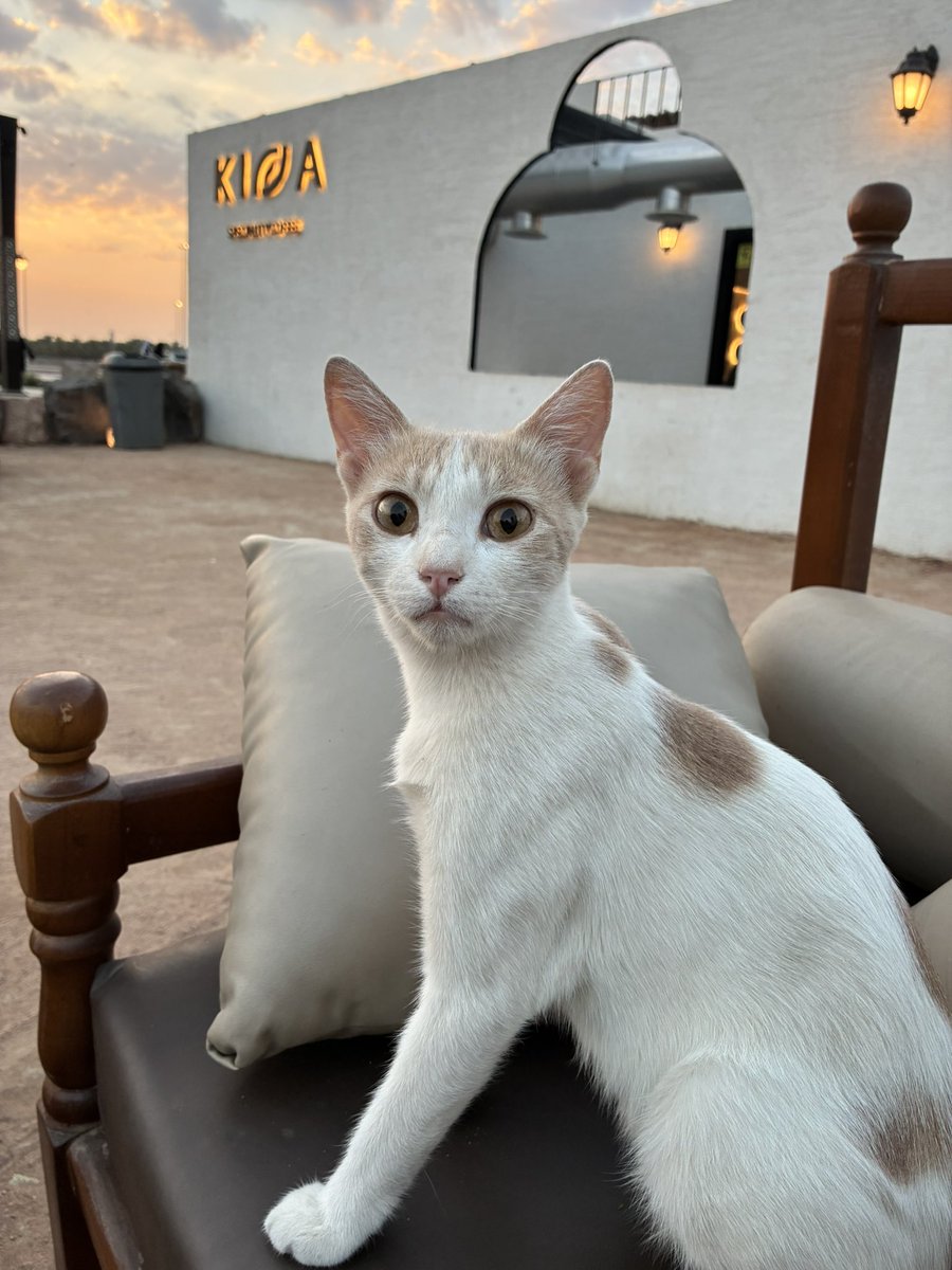 keenneke's tweet photo. حلوى الصباح https://t.co/iIUqj06uM1