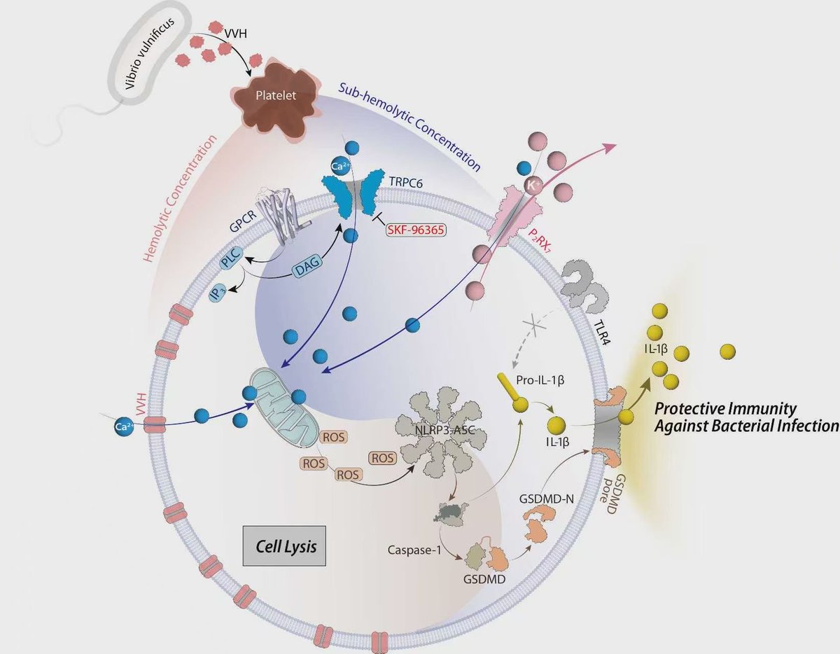 Dr_binfox's tweet photo. Excited to share our latest work! 🎉

We reveal how *Vibrio vulnificus* hemolysin activates NLRP3 in platelets via TRPC6-mediated Ca��⁺ signaling, uncovering a new link between bacterial virulence and platelet inflammation.

#NLRP3 #Platelets #Vibrio https://t.co/xSUwJvql0l