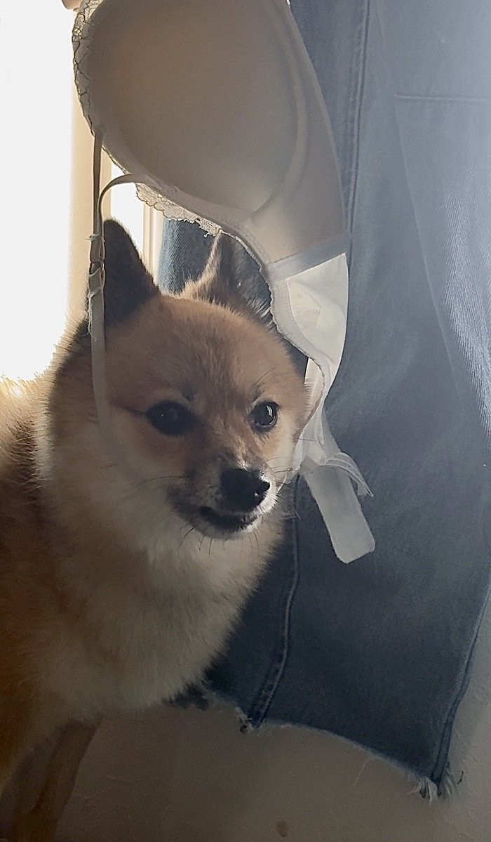 tanukitsuneC's tweet photo. 干してるブラジャーに勝手にかかって外せとキレている犬 https://t.co/97O0lYzVyl