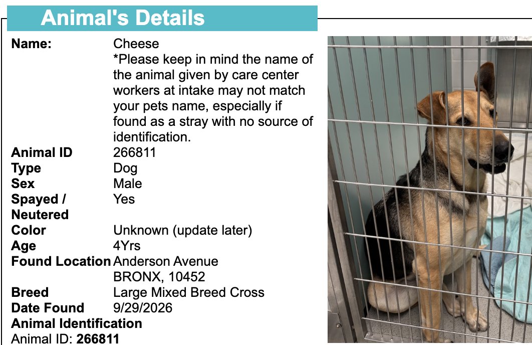 BeeDoDoobieDo's tweet photo. NYC STRAY DOG ALERT🆘
💔They may NOT get out alive💔

☎️Call NYCACC at 212-788-4000 and ask for dog by animal i.d. # in picture below. 

 #266811

🆘Posted by #TeamAnimalVoice https://t.co/HG3qmT9tGO
