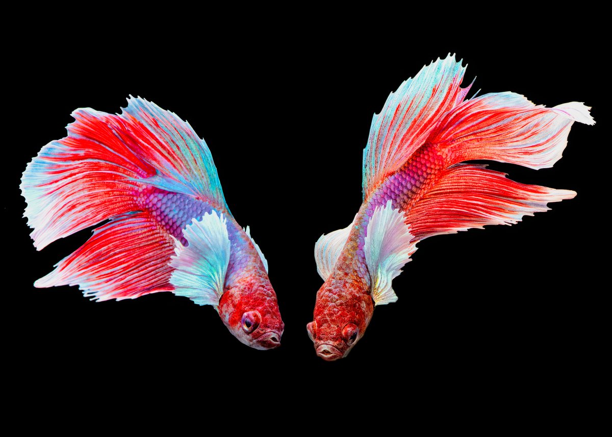 hbvarun_beetle's tweet photo. NFT SOLD 💥💥💥
Vaulted by @LeslieASpurlock . Thank you so so much

Red White Halfmoon Betta
Limited Edition - 12.00 ꜩ (link to collect 👇)

Equipment - Nikon 105mm , Nikon D810, Bettle Diffuser, 2 Strobe https://t.co/737koEZyyU