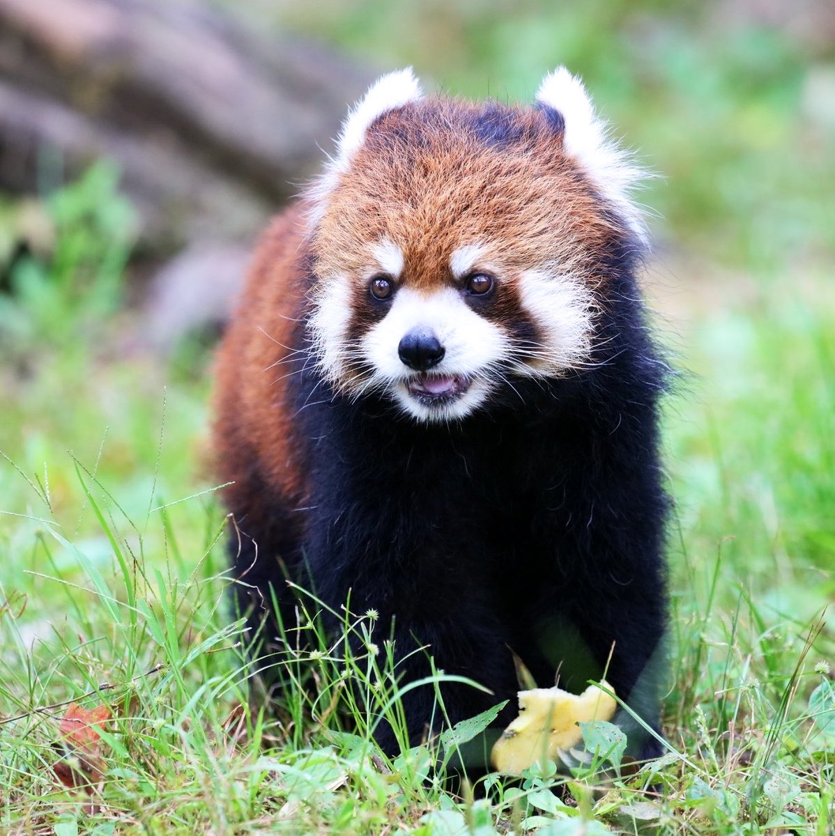 osakana12090923's tweet photo. フォロワーさんから本日はくるみの日とお聞きしたので八木山動物公園のクルミさんを🥰
#レッサーパンダ #redpanda #クルミ #仙台市八木山動物公園 #lesserpanda #シセンレッサーパンダ #レッサーパンダ好きな人と繋がりたい #くるみの日 https://t.co/3T40nQu2oo