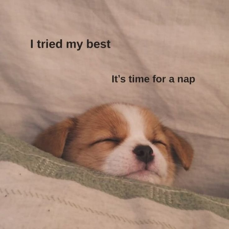caninepoetry_'s tweet photo. https://t.co/7VCvL7Y6LY
