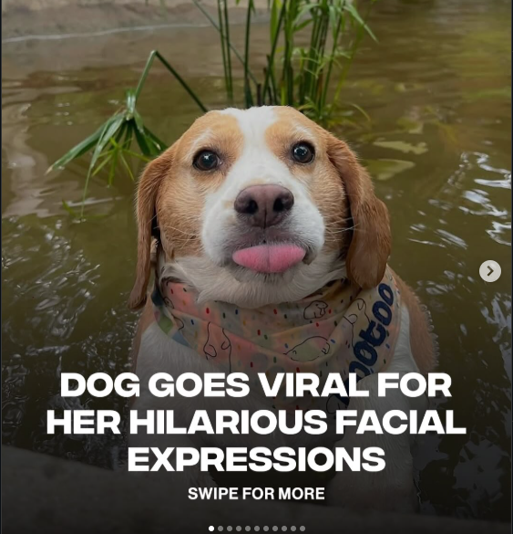 Kurse_sol's tweet photo. This dog named Mootoo is going virale 
in the 2nd picture he is literally doing the doge face looks like an easy runner 

https://t.co/PTr99nQVbx https://t.co/uKSFGa4wkZ