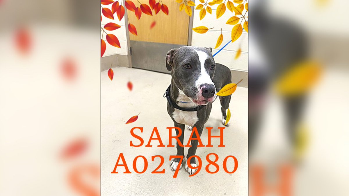 fionaismybitch's tweet photo. I AM SCHEDULED TO DIE BY AGONIZING HEARTSTICK FRIDAY 10/2 IN CLAYTON COUNTY, GA‼️ This is SARAH (A027980) 💔She is currently on the urgent list as a Pit Bull who’s a year old, and weighs 41 lbs. She was found 09/09/26 near LAKE HARBIN in Clayton county. She’s so adorable, active, and people-friendly, with the sweetest personality!
Get her out today!🙏🙏🙏
DONATION LINK: https://t.co/enPxnZQsEx

CLAYTON COUNTY
1396 GOVERNMENT CIRCLE
JONESBORO, GA
770.477.3509
Volunteers: 
rescue.coordinator@claytoncountyga.gov
volunteers.ccac@gmail.com