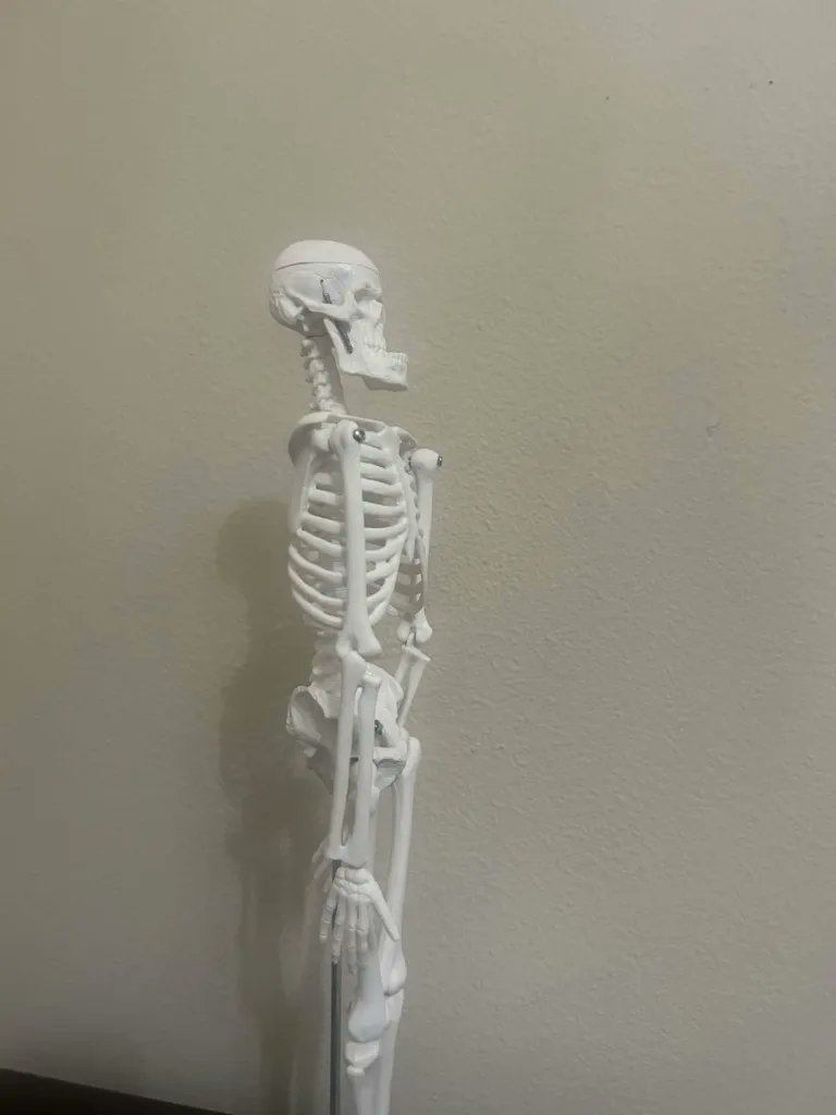 johanejoestar's tweet photo. there's a skeleton in my room with a diabolical underbite that defends me when I sleep https://t.co/ZI7R9JAP5Y