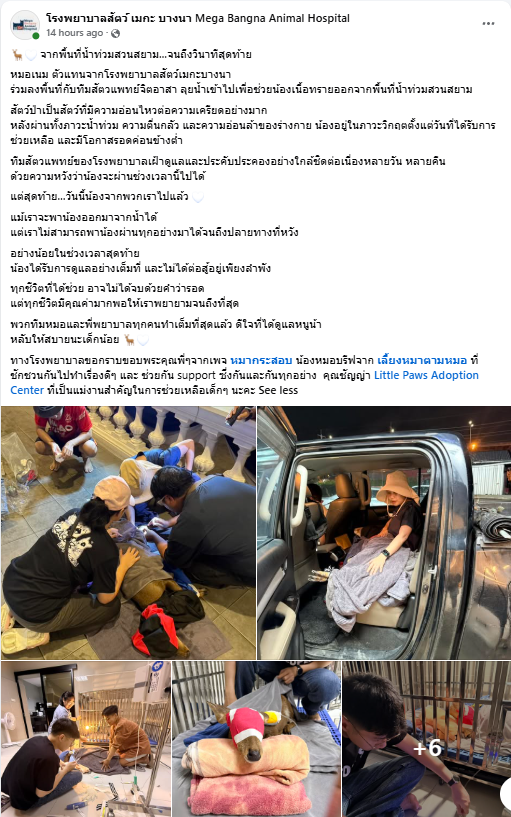 amymemie's tweet photo. ไม่ได้อยากซ้ำเติมนะ แต่สวนสนุกบริหารจัดการกับทรัพย์สินของตัวเองไม่ดีจริงๆ ปล่อยกวาง เนื้อทรายให้แช่น้ำอยู่อย่างนั้น ถ้าไม่มีคนไปช่วยน้องๆคงไม่รอดทั้งหมด นี่ก็มีเนื้อทรายกลับดาวไป 1 ตัวแล้ว อัพเดตจากเพจโรงพยาบาล ถ้าไม่มีวิธีรับมือกับปัญหา ก็ปิดไปหรือไม่ต้องเอาสัตว์มาโชว์ #น้ำท่วม https://t.co/muEkYpCyU1