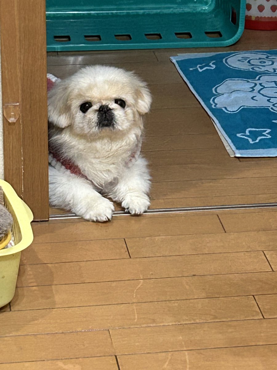 goldyellowpink's tweet photo. お空に帰る数週間前にはとても見えない可愛らしさ🙂#ペキニーズ https://t.co/ls698Y583P