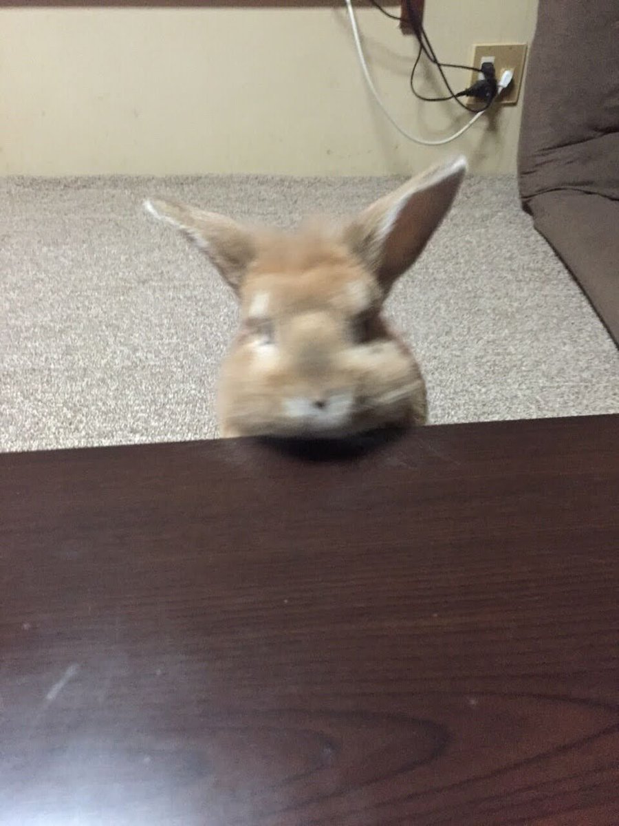 mmlooerr2's tweet photo. かわいいよね、小動物って。
またみんなに会いたいよ。 https://t.co/sYl21kSv5M