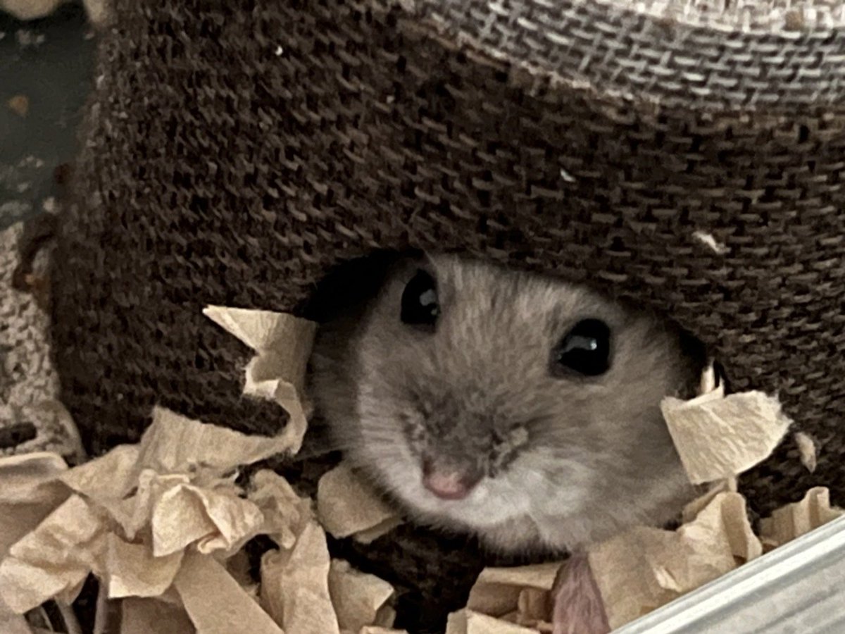 mmlooerr2's tweet photo. かわいいよね、小動物って。
またみんなに会いたいよ。 https://t.co/sYl21kSv5M