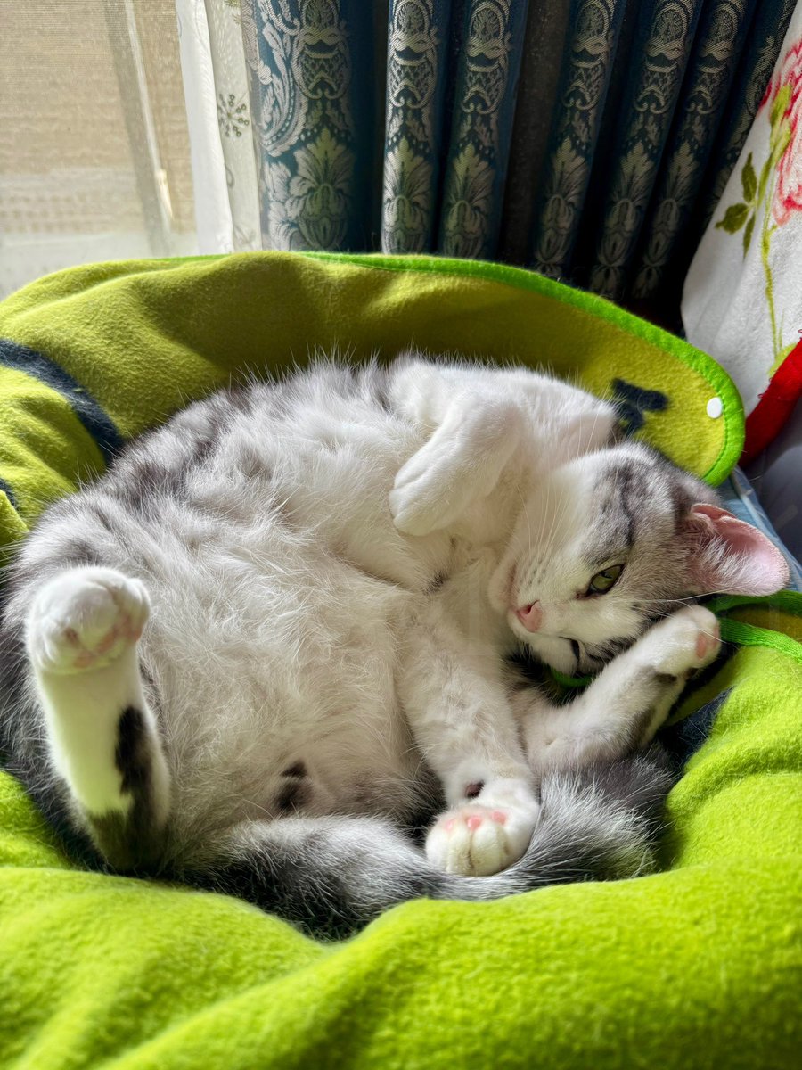 SysyLeon's tweet photo. ごろごろりおん

ごろごろ

#すやすやリオン #猫好きさんと繋がりたい #CatsOfTwitter https://t.co/8x2ZeJvTIf