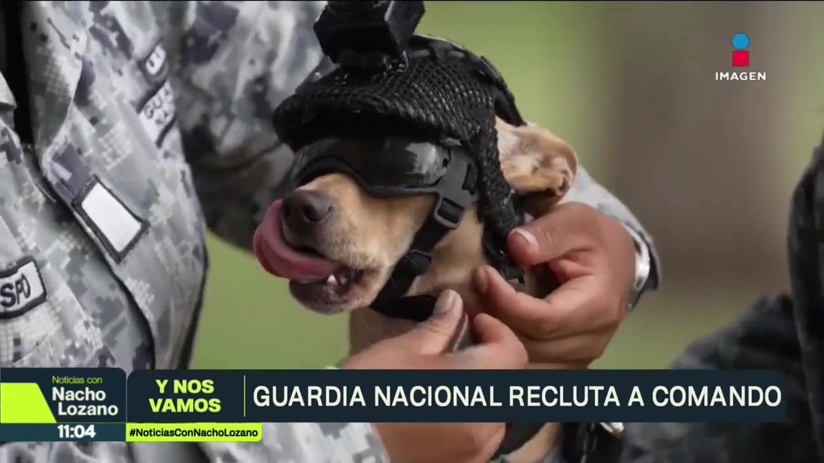 The image displays a chihuahua named "Comando" being fitted with tactical goggles and a black mesh headpiece by personnel in National Guard camouflage uniforms, with the headline "GUARDIA NACIONAL RECLUTA A COMANDO" visible on the "Noticias con Nacho Lozano" broadcast, illustrating the story of this 7-kilo puppy recruited to accompany troops at civic events.