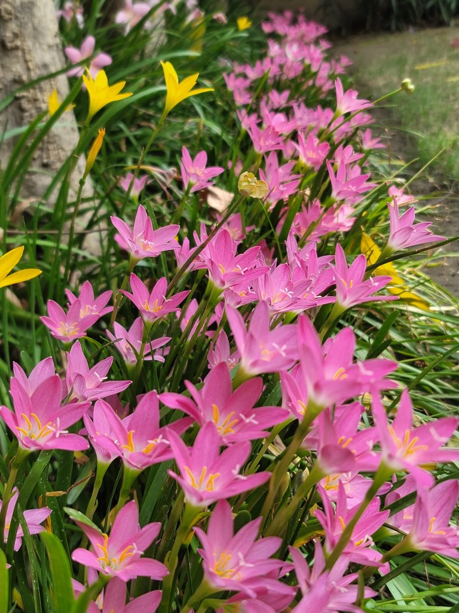 rosie_mann1's tweet photo. ~🌿 

     this morning’s flower news 

                                                      🌿 ~ https://t.co/Bmo0cDzrgd