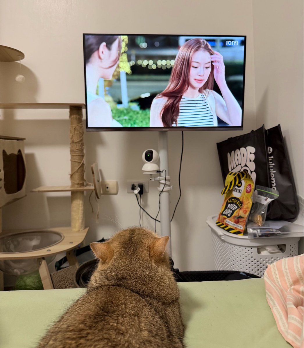 rubyjennp's tweet photo. แม้แต่แมวชั้นยังดู pls love เลยอะ มีใครมาขายลีน่าหมิวให้ลูกชั้นรึเปล่า https://t.co/5X3VJS4uTy