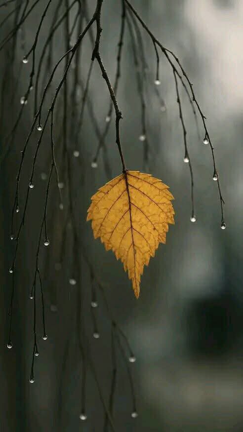 okbaah1969's tweet photo. لا تظن أن الجمال ميزة فقط في الأشياء التي تراها أمامك بل الجمال أيضاً : ميزة فيك ؛ جعلتك ترى الأشياء بشكل مختلف https://t.co/S4nFcstOhV
