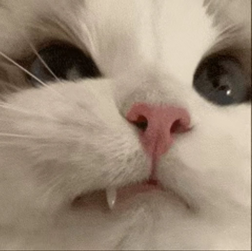 NapCat001's tweet photo. @qqq93ts https://t.co/ZF4DOGmYGn