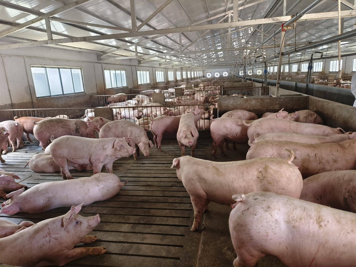 Raka72355150's tweet photo. "Effective management of the pig breeding and breeding base is key to ensuring stable livestock development."， https://t.co/gv8mYrnunx