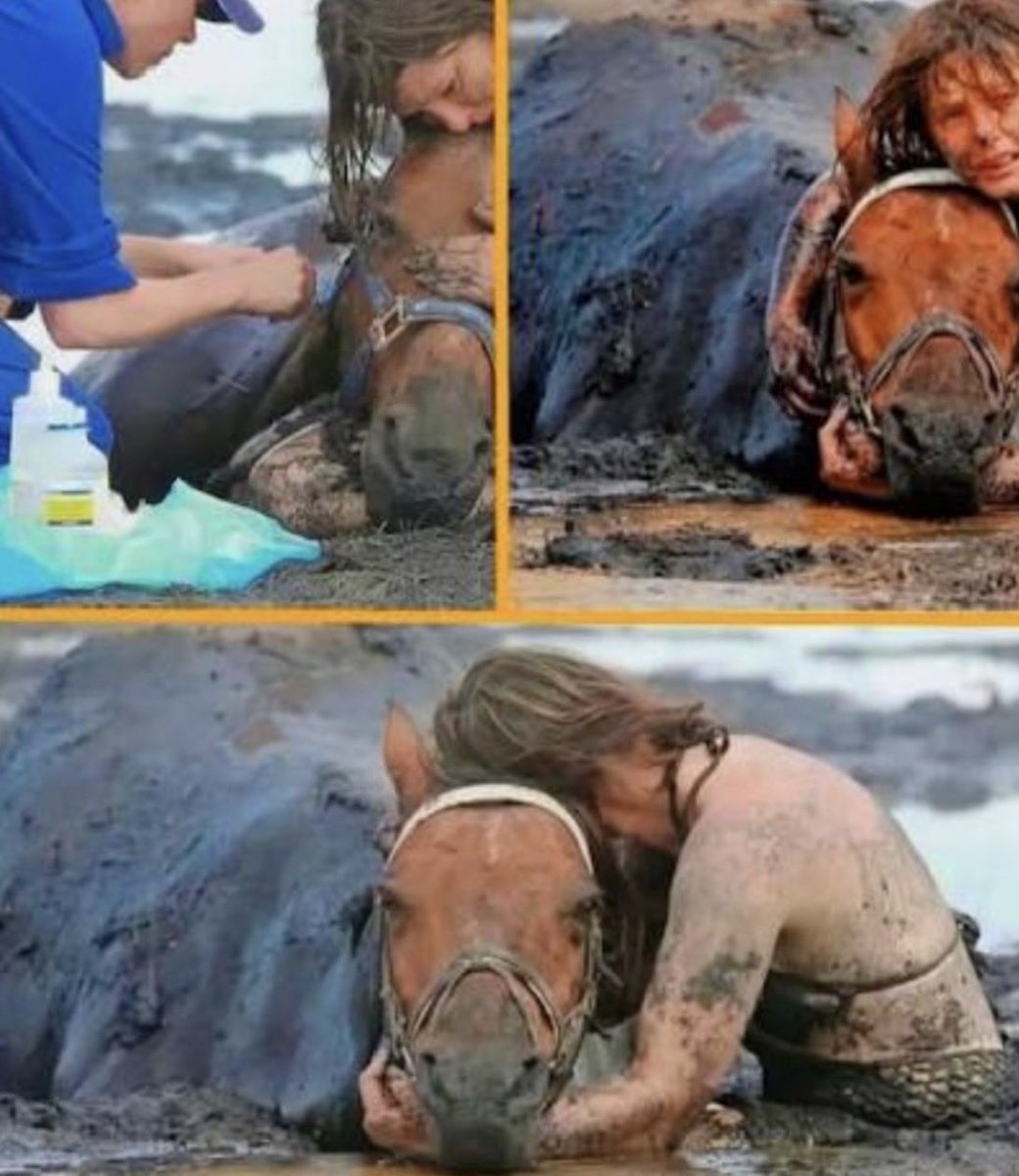 Gabriel_Cas_Cer's tweet photo. En febrero de 2012 en la playa de Avalon, cerca de Geelong, Australia, ocurrió algo a un caballo llamado Astro junto a su dueña Nicole Graham.

En Avalon Beach, Australia, lo que iba a ser un paseo tranquilo terminó en una pesadilla.
Una joven madre permaneció tres horas junto a su caballo atrapado en el barro en Australia
Nicole Graham vivió una dramática experiencia cuando su caballo de 18 años, Astro, quedó atrapado hasta el cuello en un espeso lodo similar a arenas movedizas, en Avalon Beach, Australia
Iban ella y su hija cabalgando. De repente, Astro, de casi 500 kilos, pisó un banco de lodo traicionero. Blando. Profundo. Como arenas movedizas. En segundos se hundió hasta el cuello.
Cada vez que intentaba salir, se hundía más.
El caballo de exhibición se enfrentaba a la posibilidad de ahogarse, puesto la marea iba subiendo
El agua subía. El tiempo se acababa.
Y Nicole tomó una decisión que pocos entenderían.
Se bajó. Se metió al lodo con él. Con el agua hasta la cintura, con el barro tragándole las piernas, lo abrazó.
El tiempo se agotaba. Y Nicole no se fue. Durante tres horas, con el agua hasta la cintura, sostuvo la cabeza del caballo para evitar que se hundiera
Tres horas sosteniéndole la cabeza para que no se asfixiara. Tres horas hablándole al oído. "Tranquilo, Astro, tranquilo, no te voy a dejar". Tres horas viendo cómo su compañero de 18 años, su amigo, su familia, luchaba por respirar y se agotaba.
A medida que la marea subía peligrosamente, Graham permaneció a su lado, luchando por mantener la cabeza del animal fuera del agua mientras aguardaban la llegada de los equipos de rescate.
Le temblaban los brazos. Tenía frío. Tenía miedo. Pero no lo soltó.
“Fue aterrador, también fue desgarrador ver a mi caballo agotado y luchando”, expresó Graham
Llegaron bomberos, rescatistas, la veterinaria Stacey Sullivan. Quien tomó la decisión de sedar a Astro para que no gastara más fuerzas.
El peligro era que, al dormirse, el caballo bajaría la cabeza por completo, por lo que Nicole tuvo que redoblar el esfuerzo físico para sostenerlo.
Cavaron con las manos. Metieron un tractor. Le pusieron un arnés.
Finalmente, luego de 3 horas 'Astro' pudo salir, luego de cavar un estrecho camino delante de él
Salió. Temblando. Cubierto de lodo. Vivo.
Nicole salió con él. Llena de barro hasta el pecho. Agotada. Pero sin haberlo soltado ni un segundo.
Astro tenía 18 años. No era un caballo de carreras. Era su compañero de vida. Y ese día, en medio de unas arenas movedizas que querían tragárselo, entendió algo que nosotros a veces olvidamos:
Que el amor no es decir "te quiero". Es quedarse el tiempo necesario en el lodo, sosteniendo la cabeza del otro, cuando la marea sube y todo parece perdido.
Y no soltar. Lealtad y amor incondicional entre un ser humano y un animal.