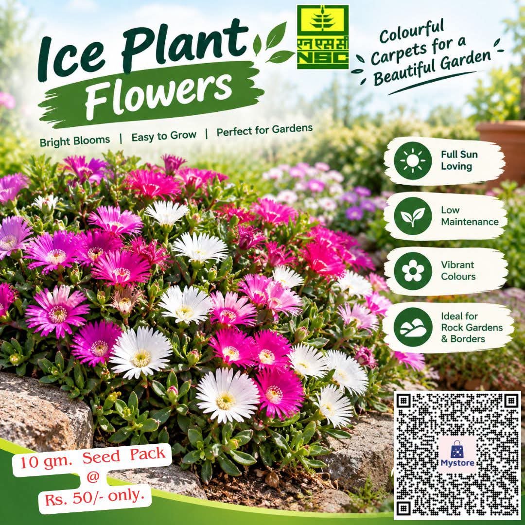 NSCLIMITED's tweet photo. 🌸अपने बगीचे को दें रंग-बिरंगी फूलों की मनमोहक कालीन सा निखार!

NSC के Ice Plant Flowers के साथ उगाएँ बेहद कम देखभाल में खिलने वाले आकर्षक व वाइब्रेंट फूल, जो रॉक गार्डन और बॉर्डर सजावट के लिए बेहद उत्तम हैं।

👉5ग्राम बीज ऑर्डर करें@ https://t.co/ZhrZLXt8aW पैक मात्र ₹130/-में| https://t.co/p8qTQNjXxR