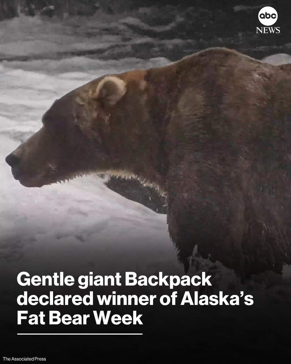 ABC's tweet photo. We have a winner! A brown bear named Backpack has emerged victorious as Fat Bear Week champion, the heftiest bear of Alaska's Katmai National Park and Preserve.

Read more: https://t.co/JvKrCThSMf https://t.co/yQjg0Pt3kL