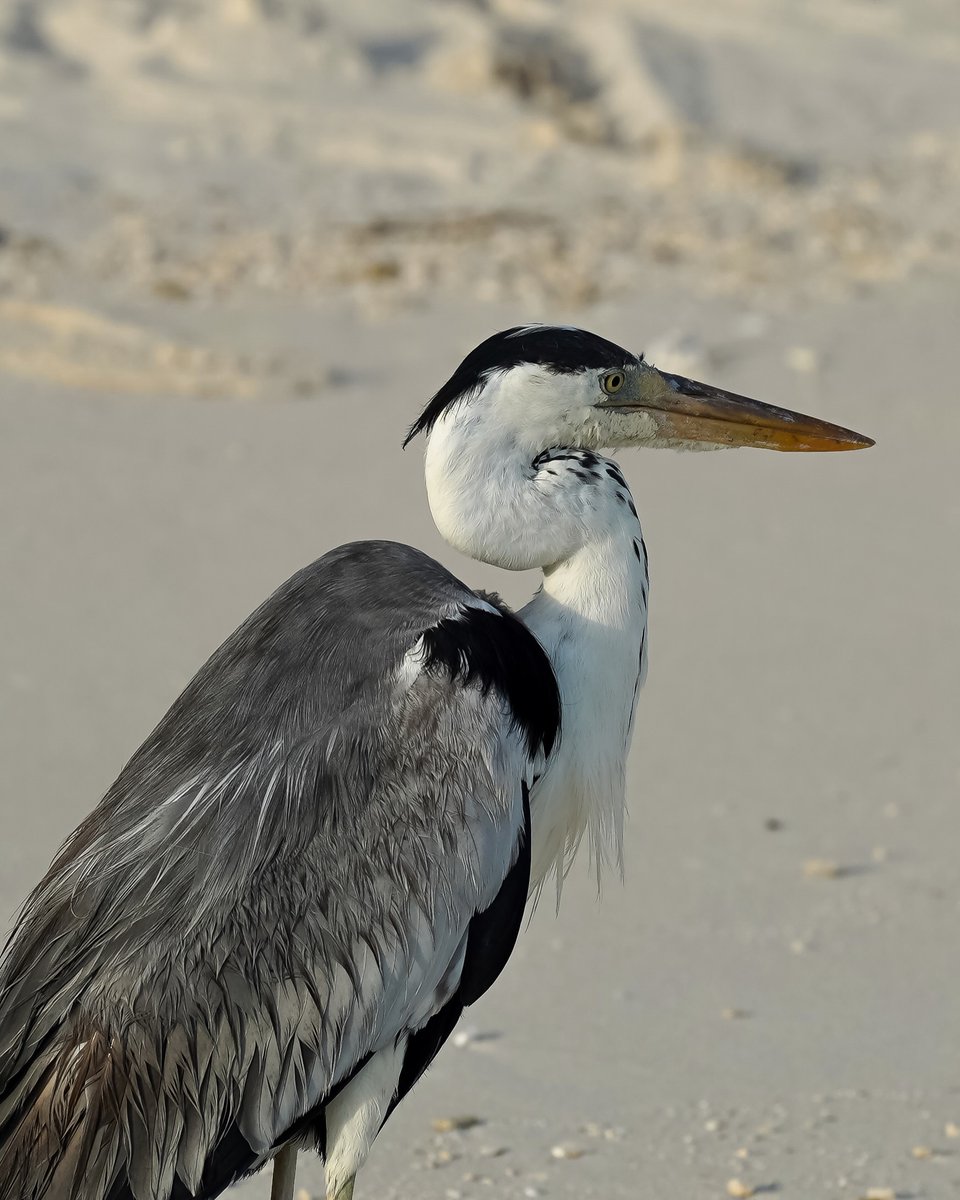Wahid9's tweet photo. When asked why fly far away to see fish or animals when there’s a zoo or aquarium, I don’t know how to explain that nature is a miracle: unpredictable, fleeting, and uniquely yours. A real ocean, heron, and rainbow—no zoo can offer that. https://t.co/VSbaZyo89t