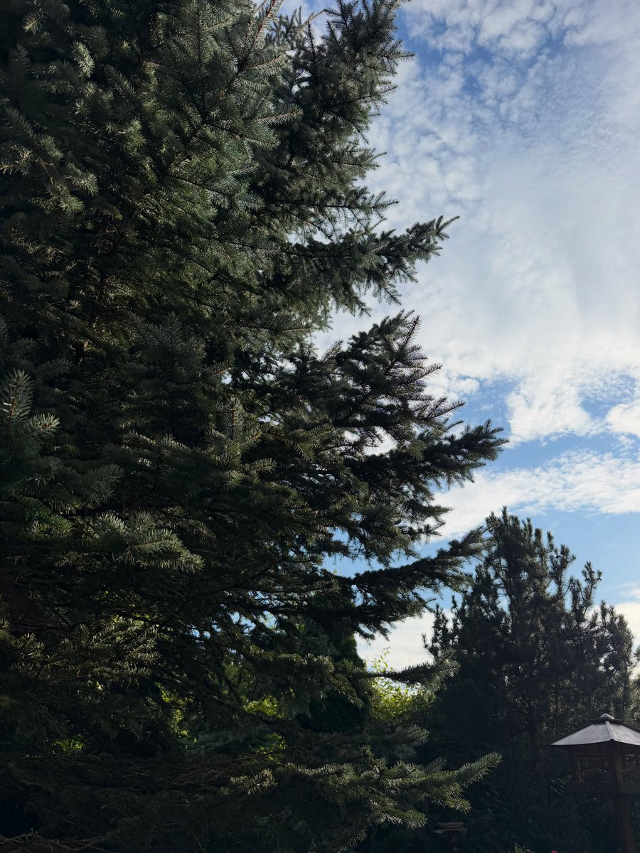 Jade140996's tweet photo. Dacha season in the Moscow region https://t.co/WGZsk5RgCA