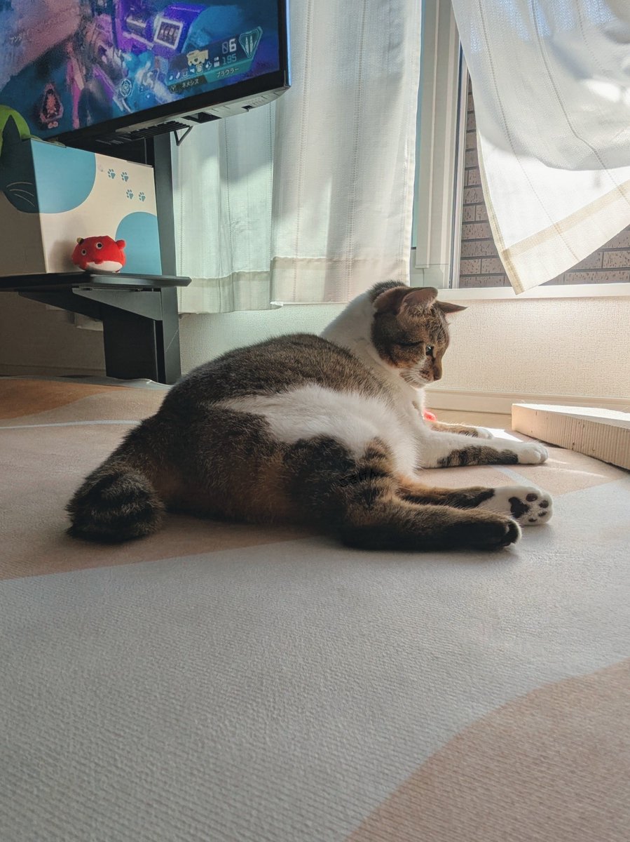 nekomeyome's tweet photo. ただいま https://t.co/RKl8El9b89