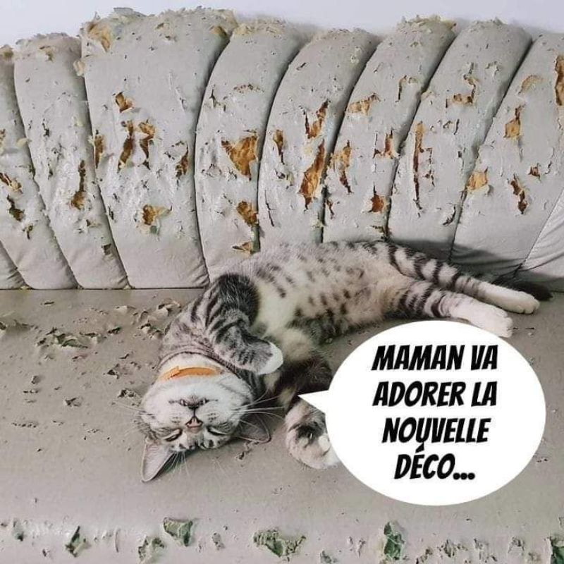 BeguinChat's tweet photo. 😂🤣😂😋
#chat #chats #chaton #chatons #funnycat #funnycats #felin #gato #gatos #gatto #minet #bouledepoil #kitten #kitty #mdr #lol #marrant #humourchat #humourchats #chatdrole #katze #rigolo #marrant https://t.co/3KsvcFxoQP