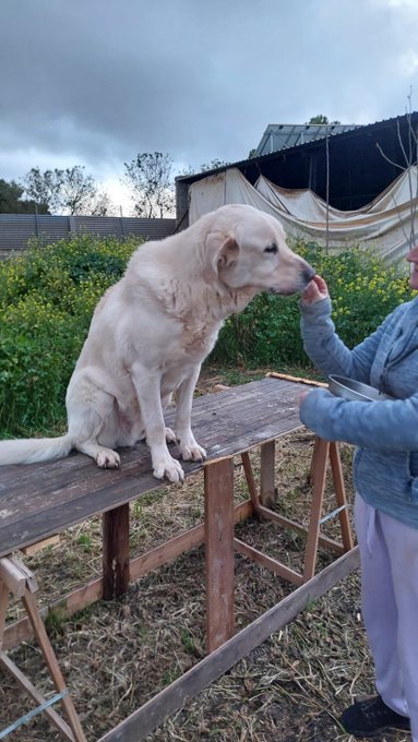A large white dog sitting on a wooden table outdoors while a person in a gray hoodie feeds it from a bowl, with an overcast sky and shed in the background.