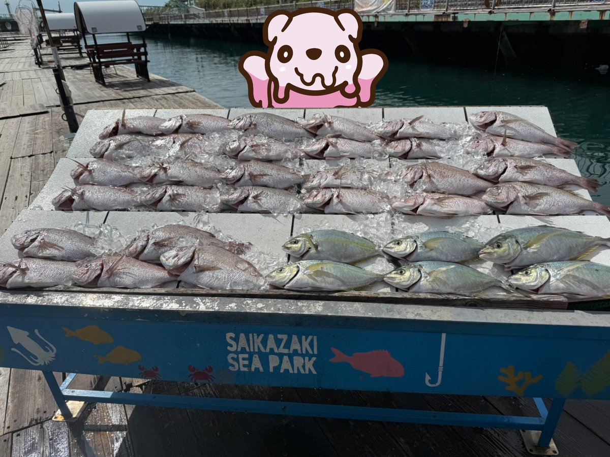mikoto_sofubi's tweet photo. 扁桃腺も完治してついにお刺身が食べれるので釣りにいきました！
なんと、鯛29匹、シマアジ6匹！😮✨️
これならラニー・ベアと取り合いになる心配もなさそうです😋
2人で頑張って捌こうと思います🔪
#ラニー・ベア https://t.co/j57D7eHTTu