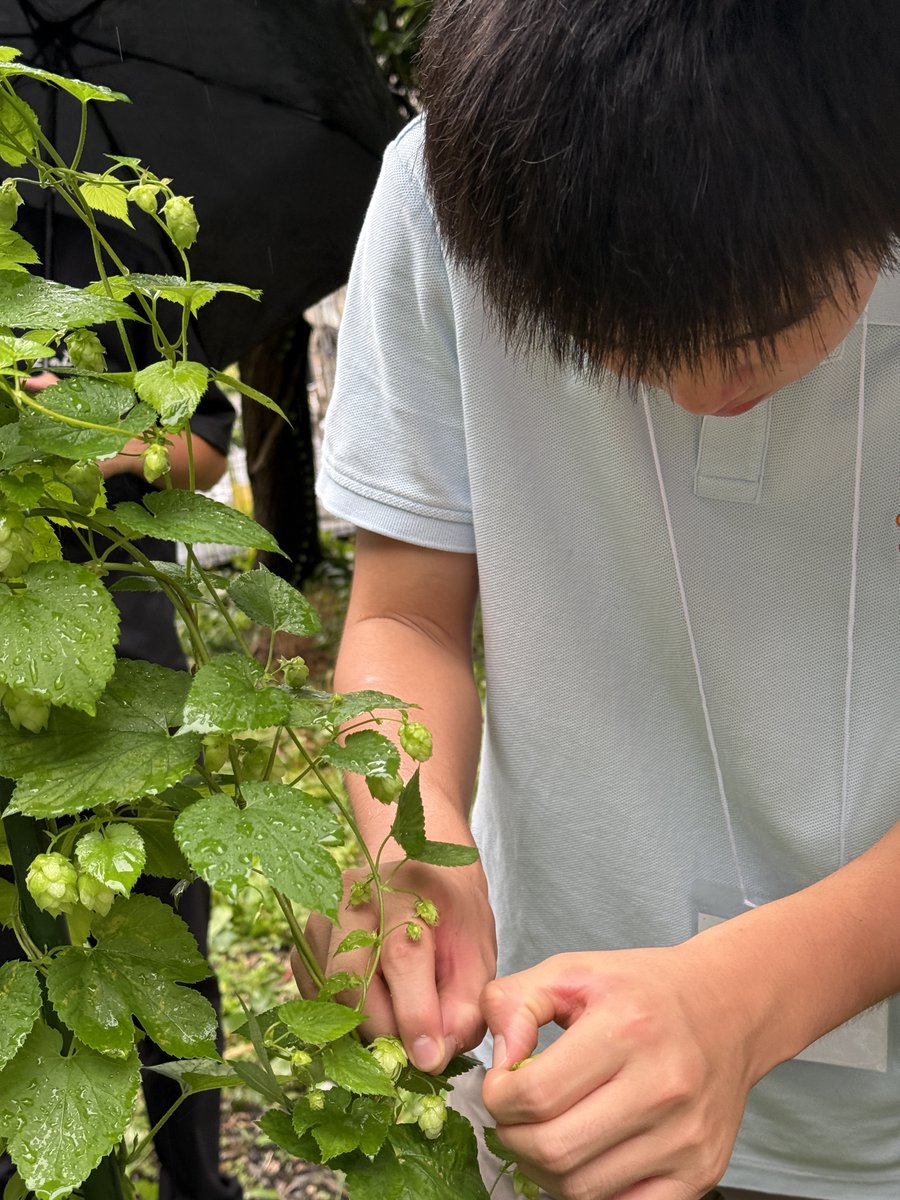 Keio_univ_PR's tweet photo. 中等部生と大学生がホップソーダ作りに挑戦！🌱🥤

三田キャンパスで栽培しているホップを収穫し、お鍋でじっくり香りと苦味を抽出🫕
炭酸水や中等部産のはちみつ🍯、レモンやガムシロップなど好きなものをブレンドして自分好みの味を追求！
笑顔はじけるひとときとなりました🫧🫧

#SDGs #慶應 https://t.co/W2zpxzYqDk