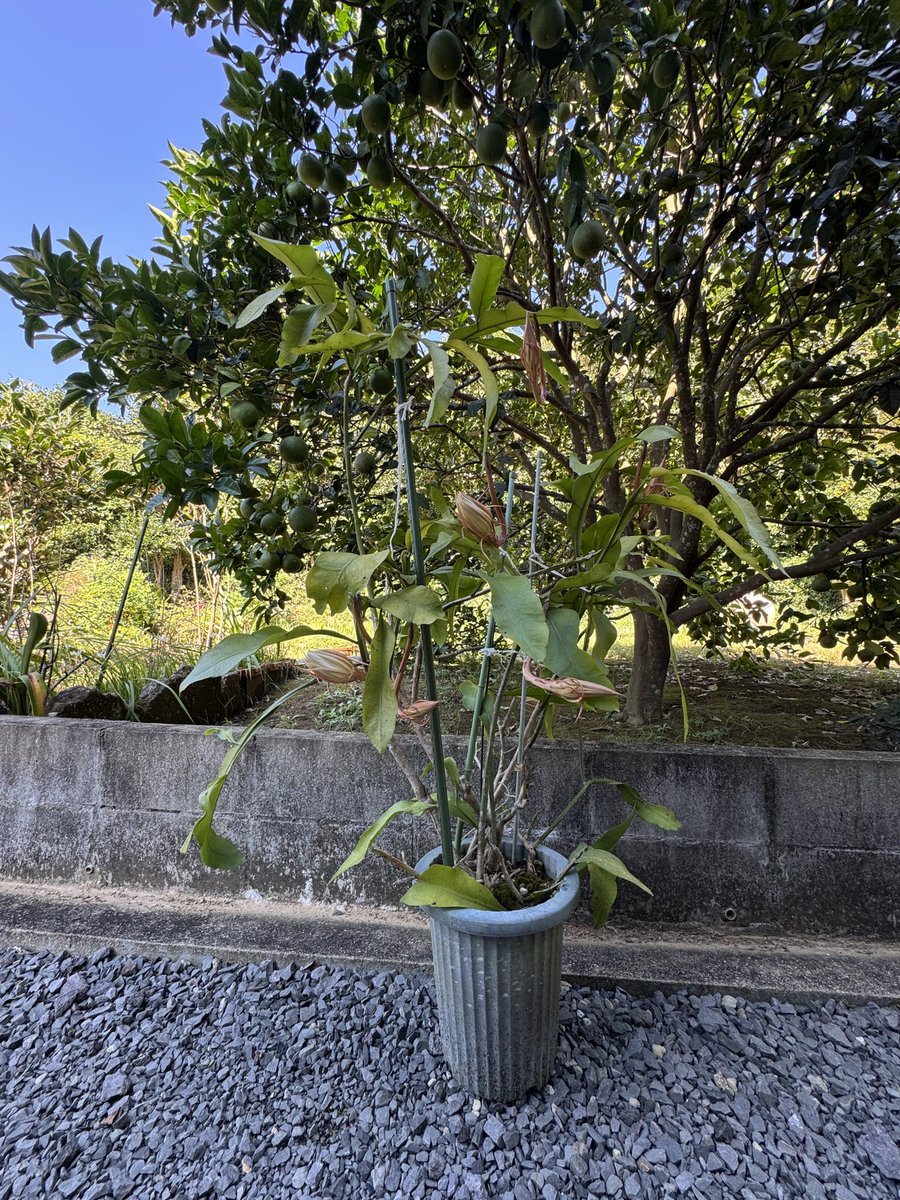 kenpeeter2902's tweet photo. 今晩ひらくという噂 https://t.co/j1zb1njR9v