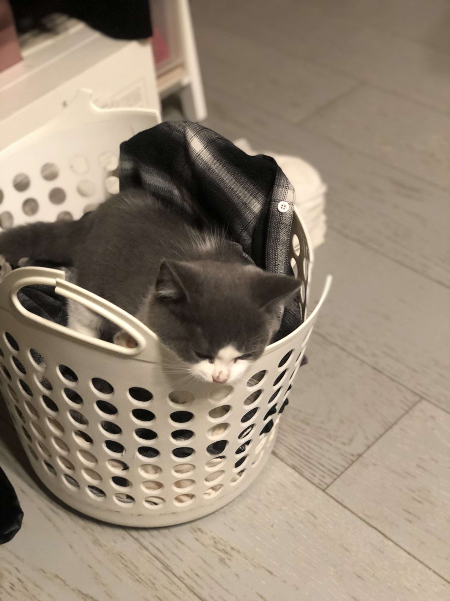 ChastityKaea's tweet photo. Just found out my cat’s using the laundry basket as a private nap spot mid-fold—now half my clean socks smell like cat fur (and it’s perfect).， https://t.co/6Q3YaUYtfL