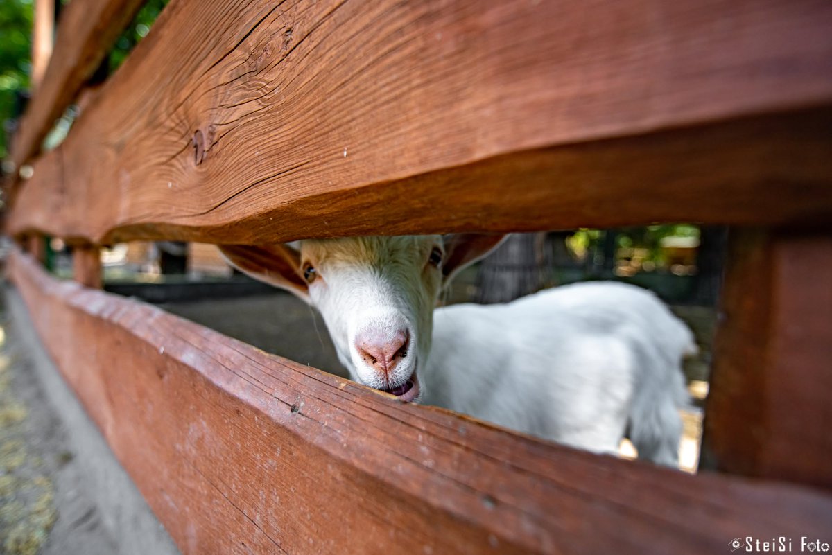LenBeeks0w's tweet photo. 📸🗺️🥾🎒⛪🐐🕊🦉🦌⛲🗿👑🇵🇱

#zywiec #zywieccity #polsko #poland #polska #polskajestpiekna #visitpoland #travelpoland #polskiezamki #zywieckie #rynekzywiec #slaskie #slaskiepodrozuje #beskidy #historickemesto #historickarchitektura #zameckypark https://t.co/GY8qOunCoD