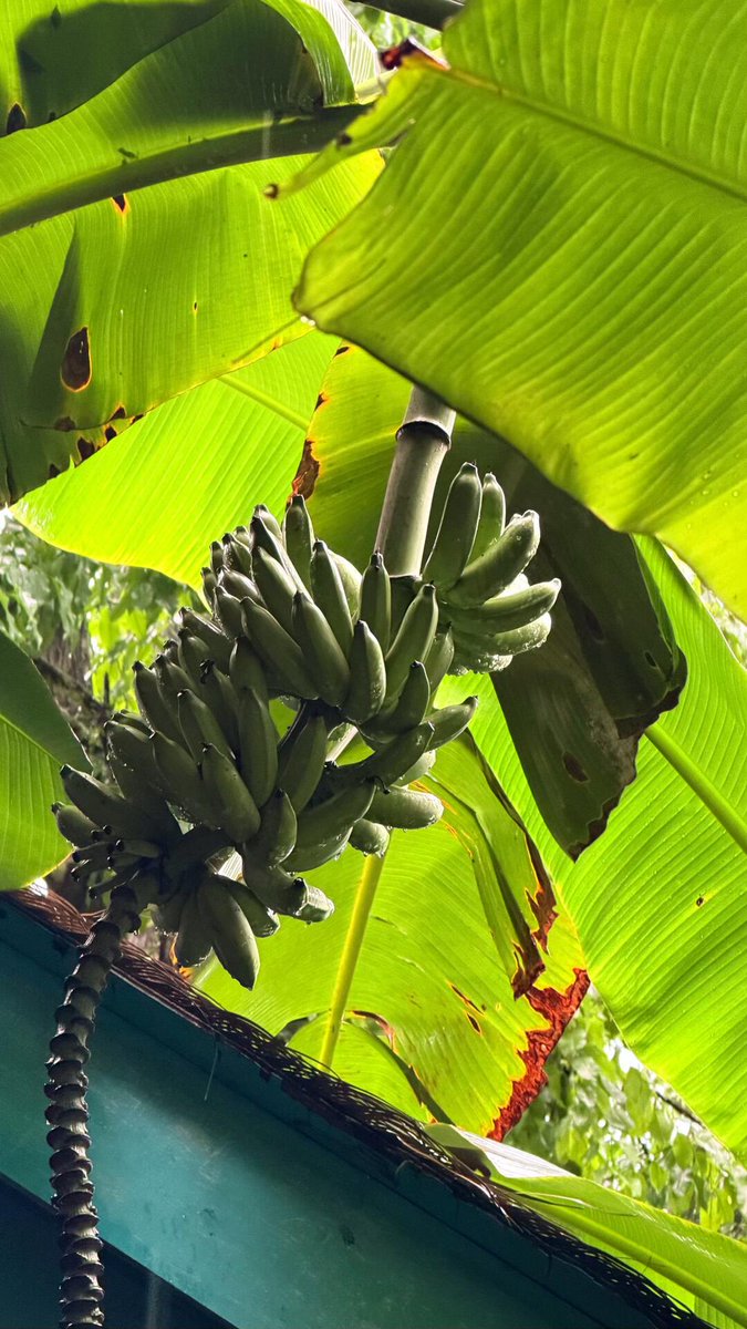 Mi3lima's tweet photo. Passing by the banana tree in the yard after the rain, the leaves still had water droplets on them https://t.co/kbRVaLz1Fa