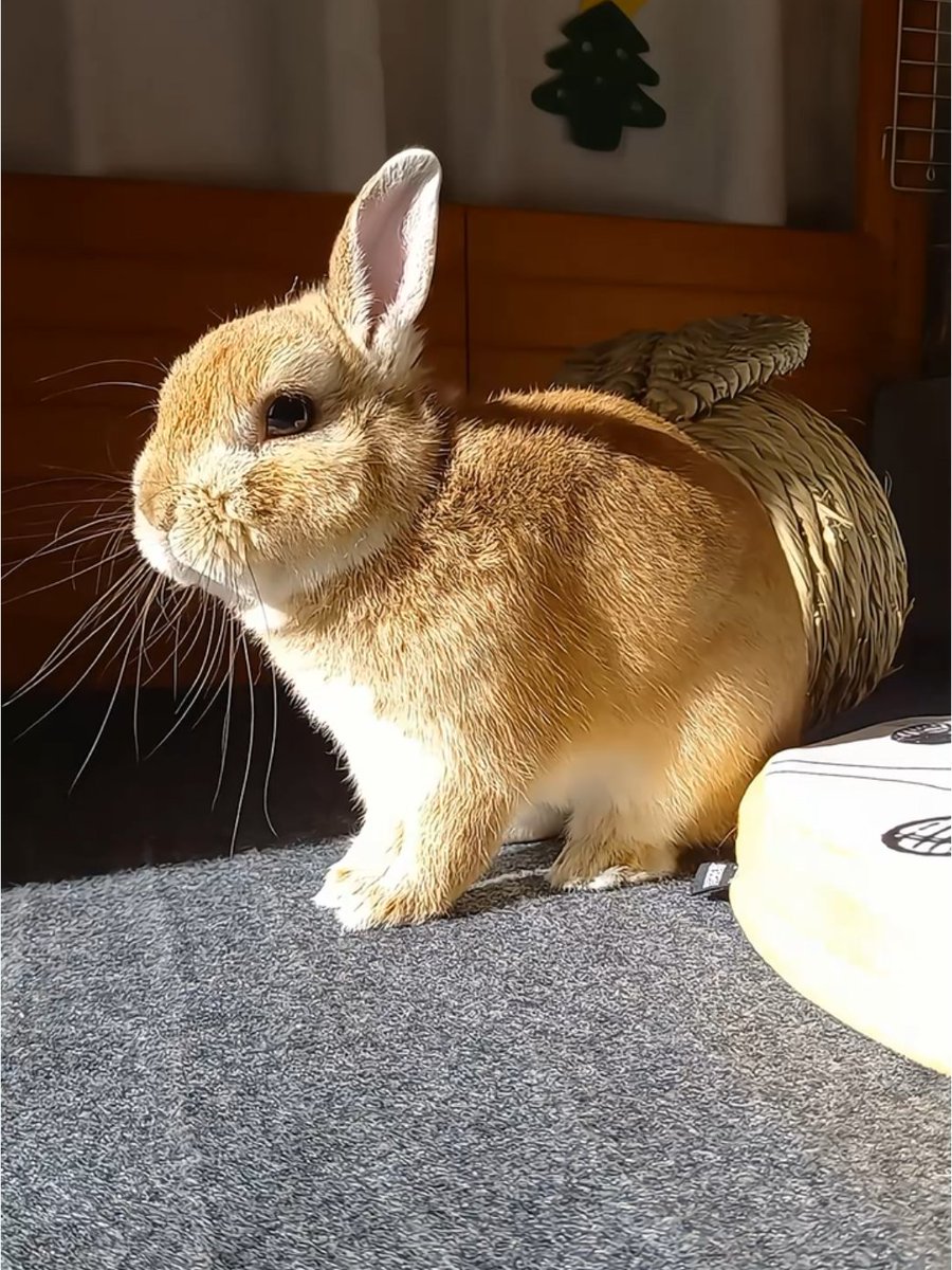 eftra6's tweet photo. [Bunny's leisure time sparkles bright as petals unfurl]， https://t.co/MYKoNpOpTq