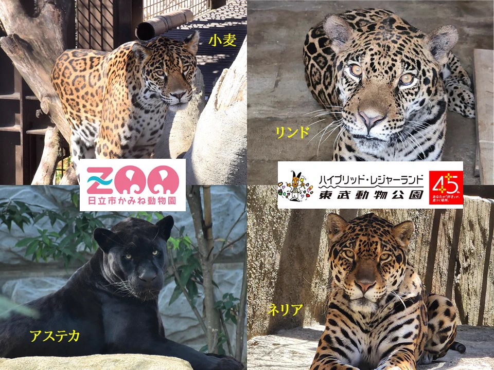 日立市かみね動物園〔公式〕 on X: 
