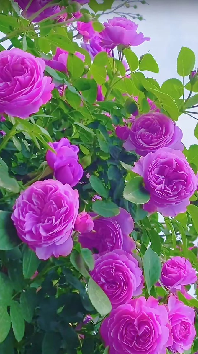 l46137681's tweet photo. A delightful day off with relaxed vibes, fresh energy, and every bloom in sight~ https://t.co/7d89KTH23d