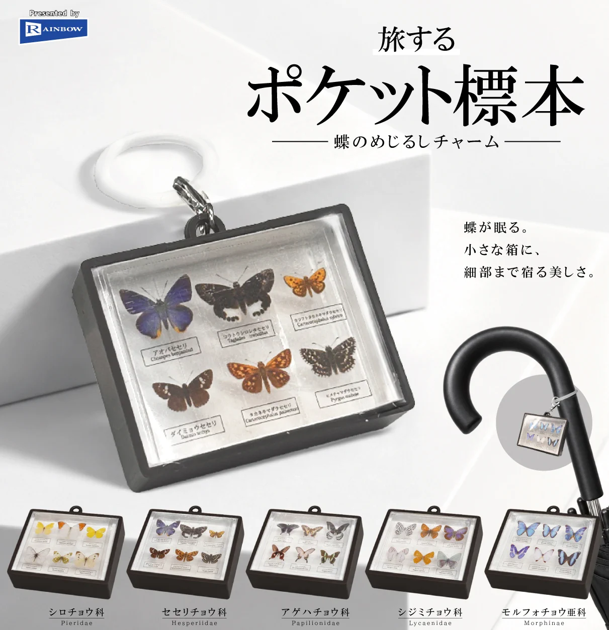 ///確認用///【ミニチュア】蝶の標本✽handmade 公式】レインボー (樹脂粘土ミニチュア他ガチャ商品メーカー） on X